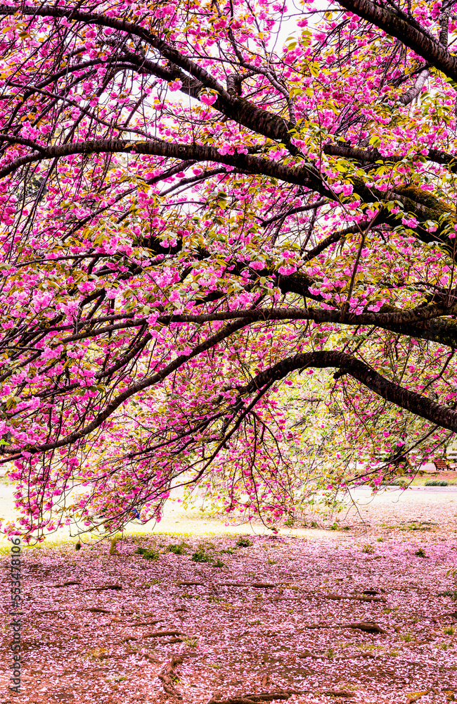 広がる枝垂れ桜の世界の風景