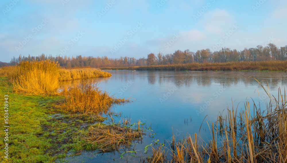 Reed along the edge of a frozen lake under a blue sky in sunlight at sunrise in winter, Almere, Flevoland, The Netherlands, December, 2022