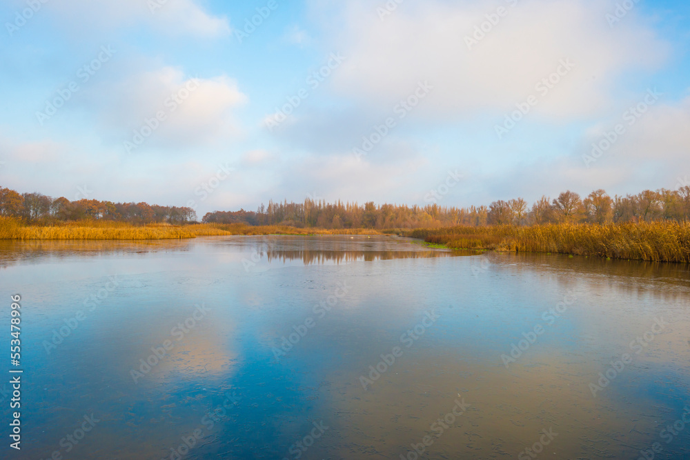 Obraz premium Reed along the edge of a frozen lake under a blue sky in sunlight at sunrise in winter, Almere, Flevoland, The Netherlands, December, 2022