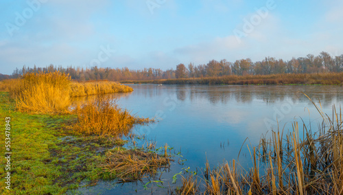 Reed along the edge of a frozen lake under a blue sky in sunlight at sunrise in winter, Almere, Flevoland, The Netherlands, December, 2022