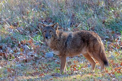 A coyote stares into the canera