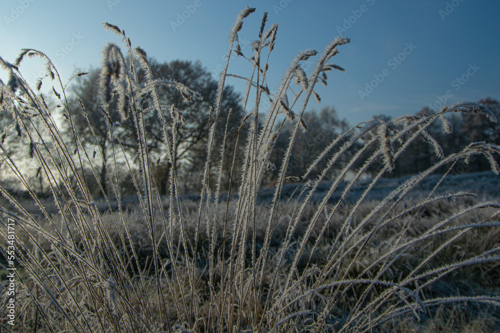 Obraz premium grass and sky