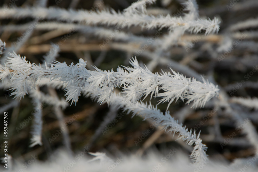 snow covered branches