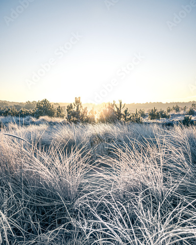 Sunrise Frost Morning with Pine Trees and Heather - Winter in The Netherlands © mitevisuals