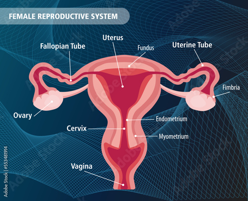 Human Female Reproductive System vector illustration anatomy