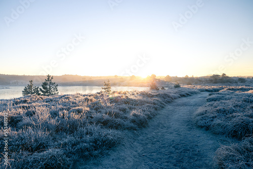 Sunrise Frost Morning with Pine Trees and Heather - Winter in The Netherlands