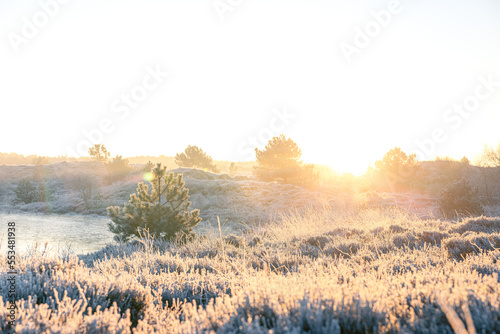 Sunrise Frost Morning with Pine Trees and Heather - Winter in The Netherlands