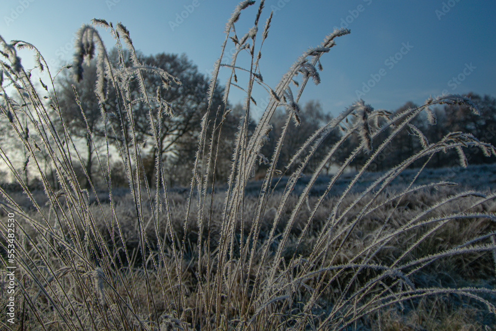 Obraz premium grass in the wind