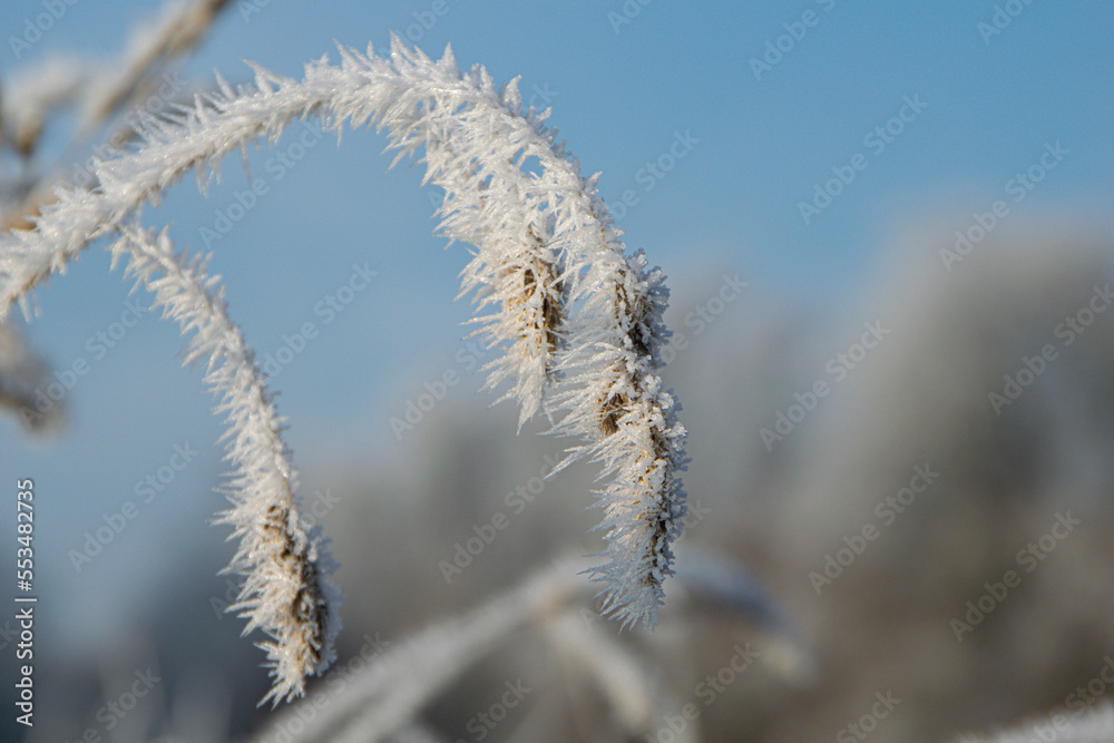 frost on the grass