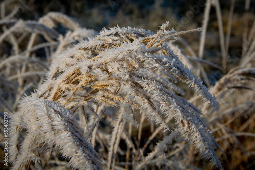 grass in the snow