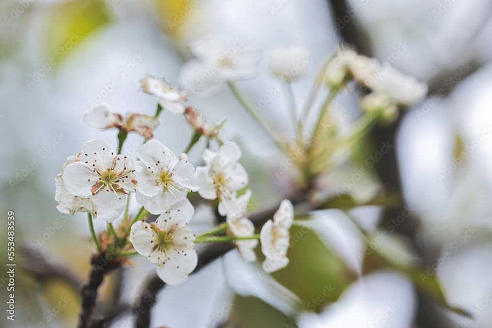 the Plum bossom in the winter season