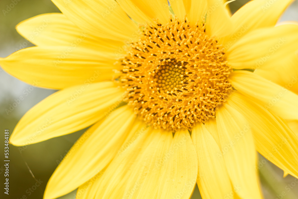 Fototapeta premium Sunflower blooming in the sunlight close-up. Yellow, plant, flora, petals, seeds, summer, gossamer, flower