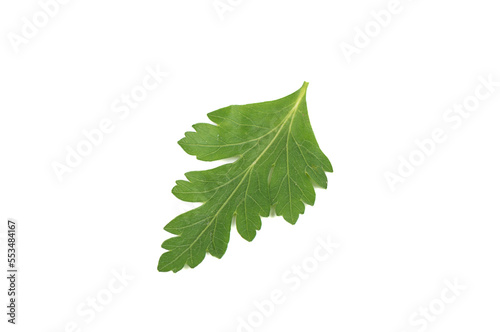 Top view of parsley leaf isolated on white background.