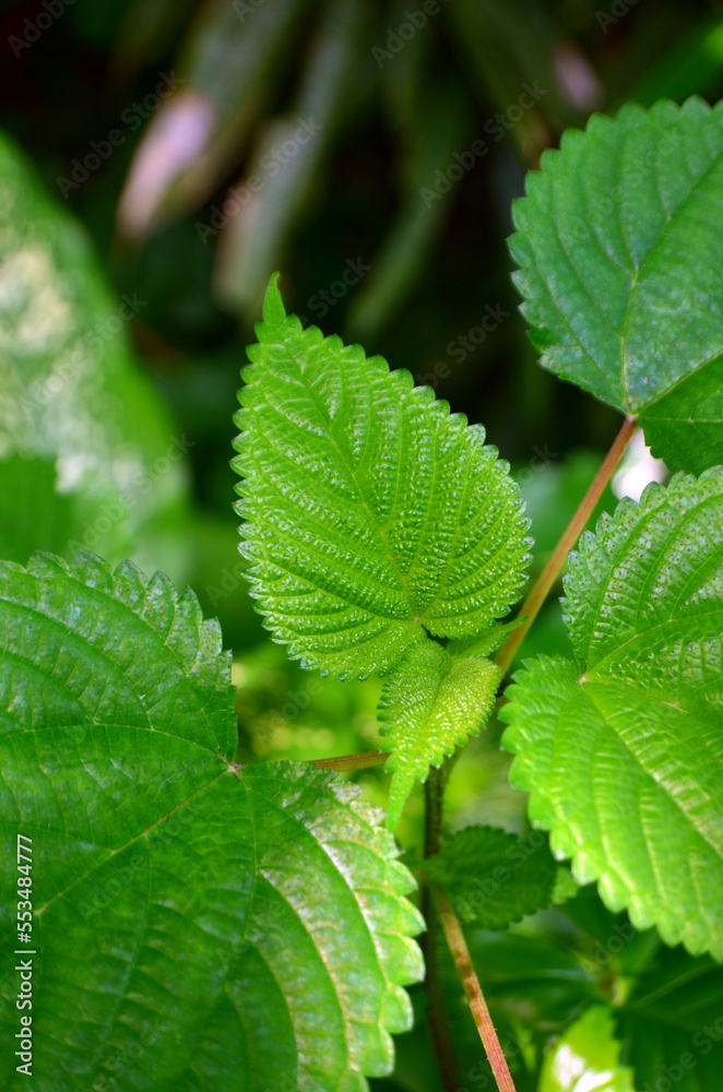 Laportea interrupta green leaves or Hen's Nettle are rough and serrated at the edges Laportea interrupta green leaves or Hen's Nettle are rough and serrated at the edges