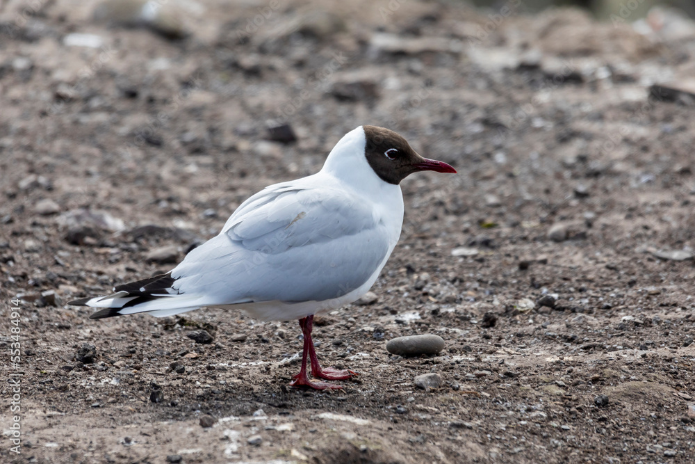 Arctic Tern walking on ground Arctic Tern walking on ground