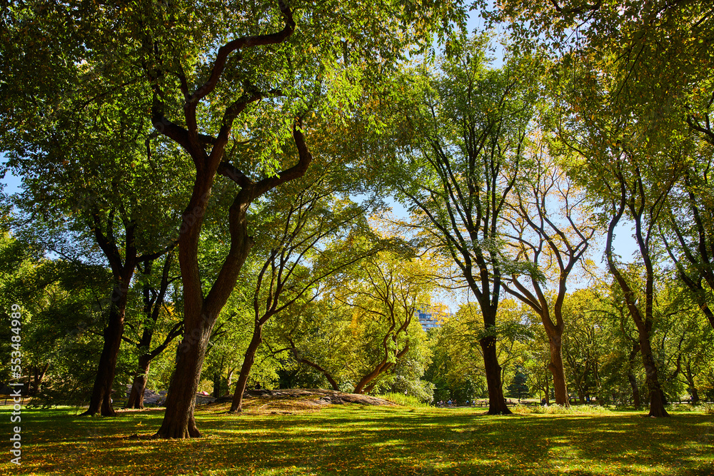 Naklejka premium Peaceful cleaned forest landscape in Central Park with fall leaves on ground
