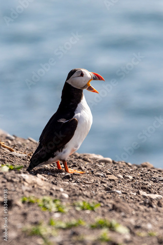 Standing Puffin calling out © grahammoore999