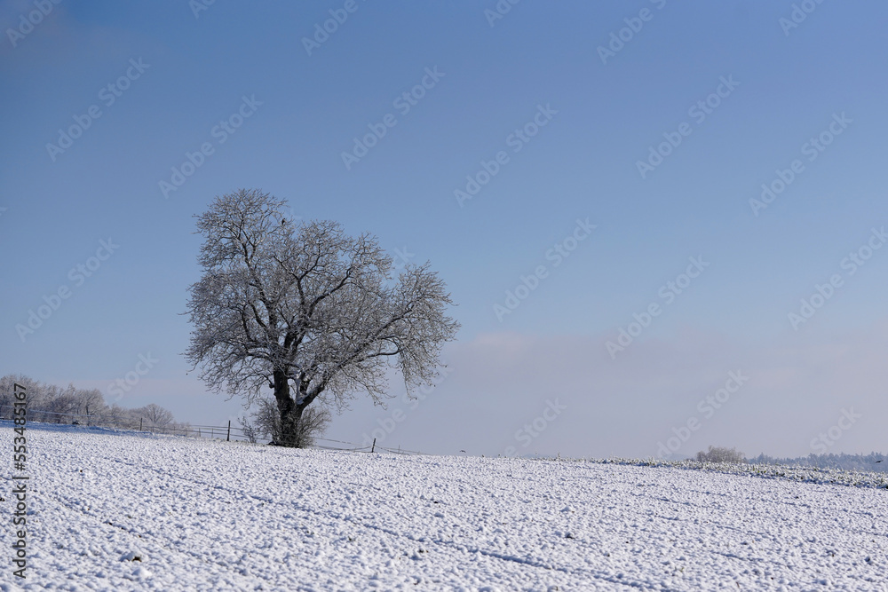 Linde im Winter am Morgen bei Sonnenschein in der Kälte Linde im Winter am Morgen bei Sonnenschein in der Kälte