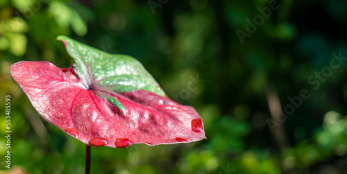 Closeup of beautiful Caladium bicolor (Aiton) Vent or Queen of the leafy plants. Blurred natural background and copy space.