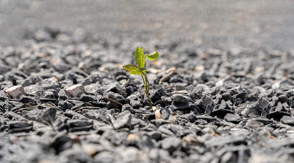 Small green tree broke the gray asphalt and grew out of it. close up photo of a small strong sprout breaking through a stone - obrazy, fototapety, plakaty 