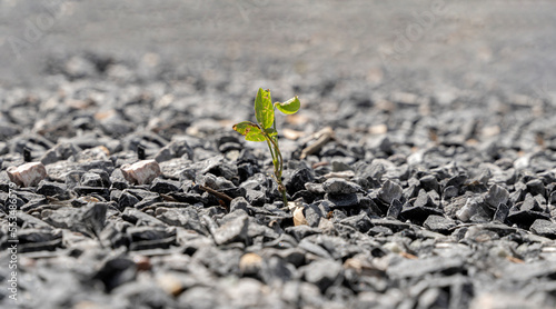 Small green tree broke the gray asphalt and grew out of it. close up photo of a small strong sprout breaking through a stone