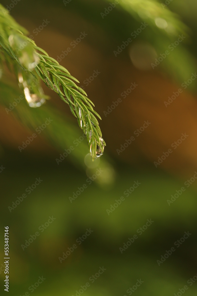 tree with crystal  rain drops 