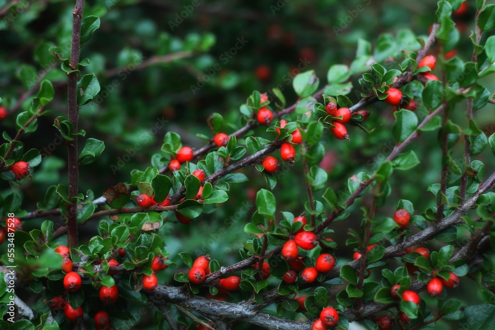 red berries on a tree red berries on a tree