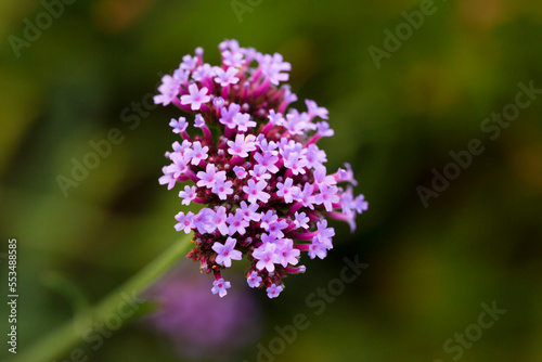 Verbena bonariensis flowers  Argentinian Vervain or Purpletop Vervain  Clustertop Vervain  Tall Verbena  Pretty Verbena  close up