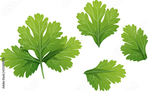 Coriander on a white background. Healthy food. Seasoning and spices. Vector illustration.