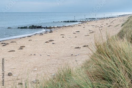 Grey Seal females and pups on the beach at Horsey Gap, Norfolk, England
