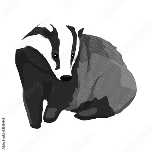 Badger. Forest wild animals of Europe. animal vector