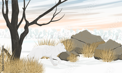 The arctic fox walks along the arctic tundra. Vulpes lagopus, white, polar or snow fox. Realistic vector landscape
