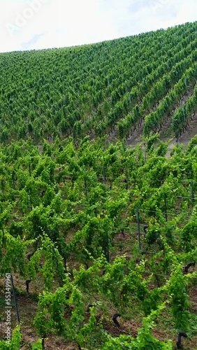 Vertical video of Aerial shot of a vineyard on the side of a hill photo