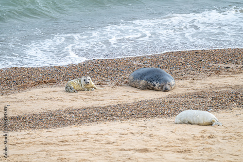Grey Seal females and pups on the beach at Horsey Gap, Norfolk, England