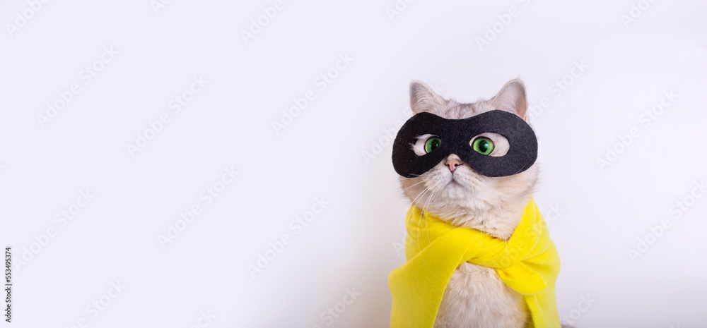 Wide banner with white cat in a black mask look up , on white background