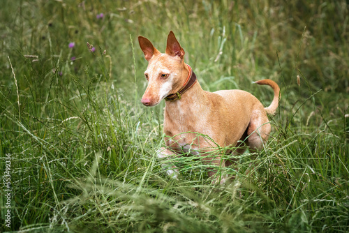 Podenco Andaluz running in a field in the summer almost hidden