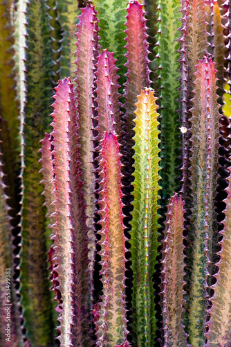 Euphorbia Trigona Rubra Burgundy is a unique cactus.