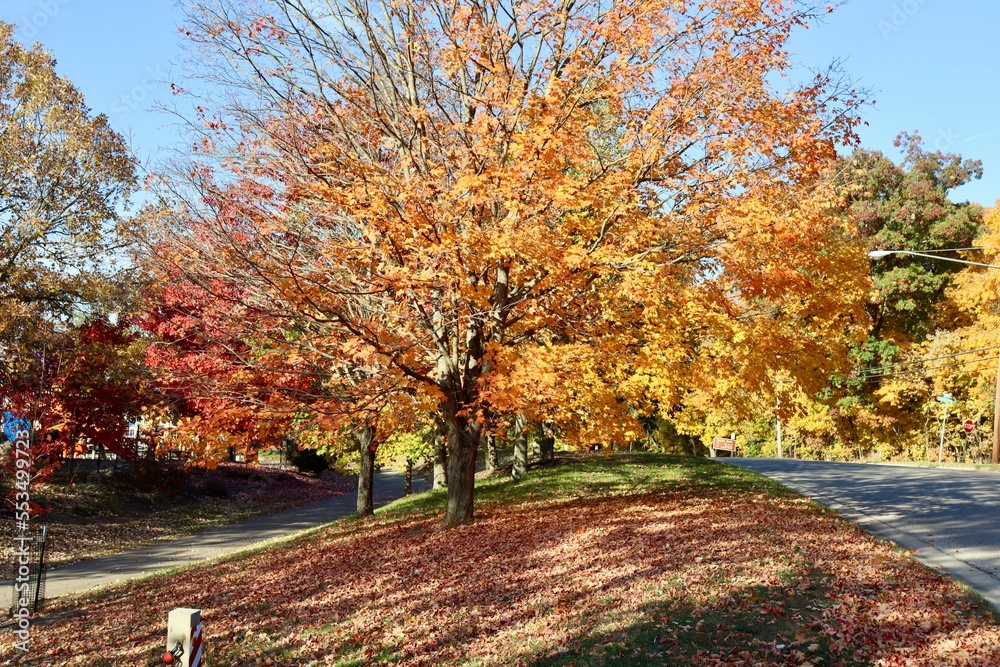 Naklejka premium The colorful autumn tree on a sunny day.