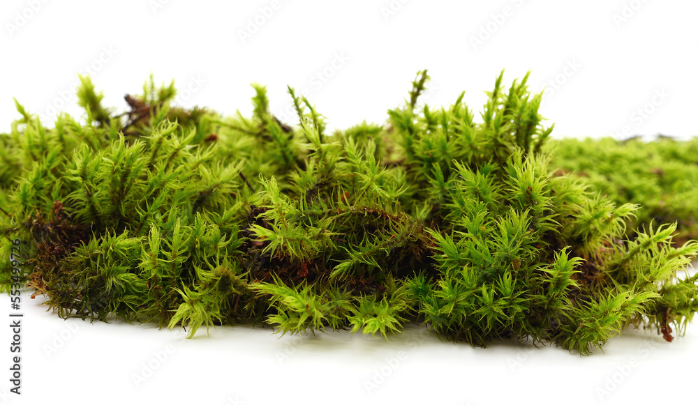 Fototapeta premium Green beautiful moss.