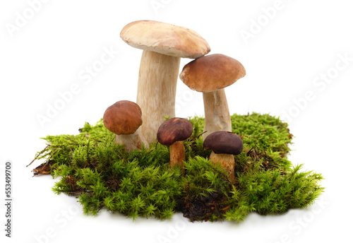 Many brown mushrooms with moss.