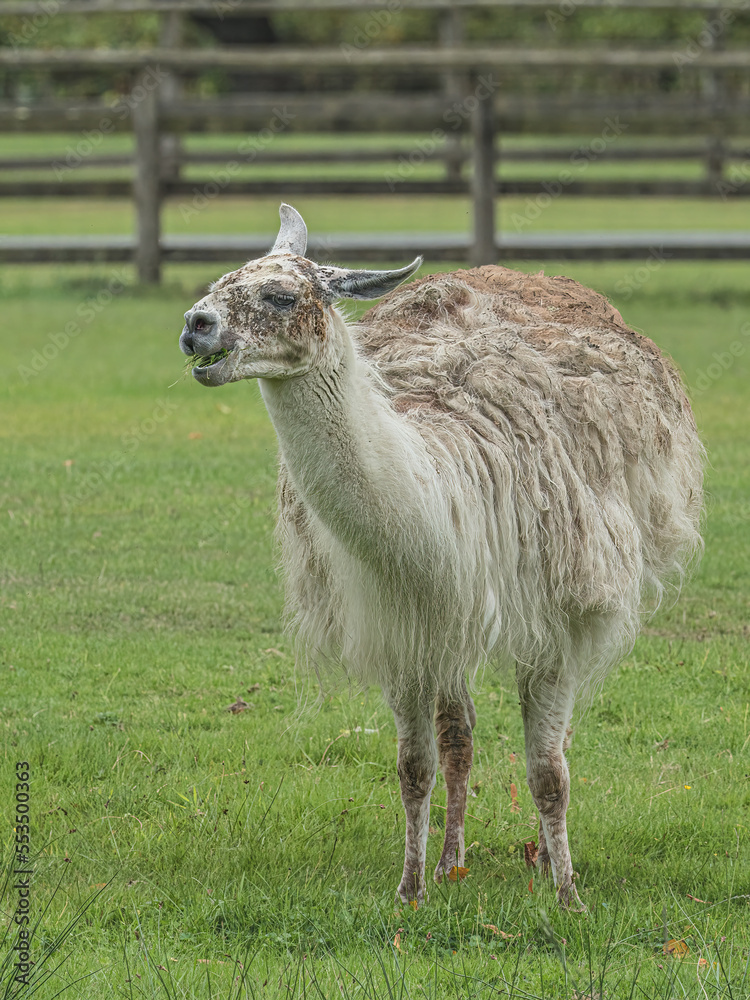Fototapeta premium llama in the grass