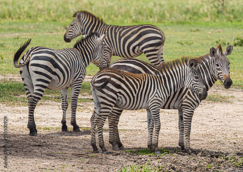 zebra in the wild