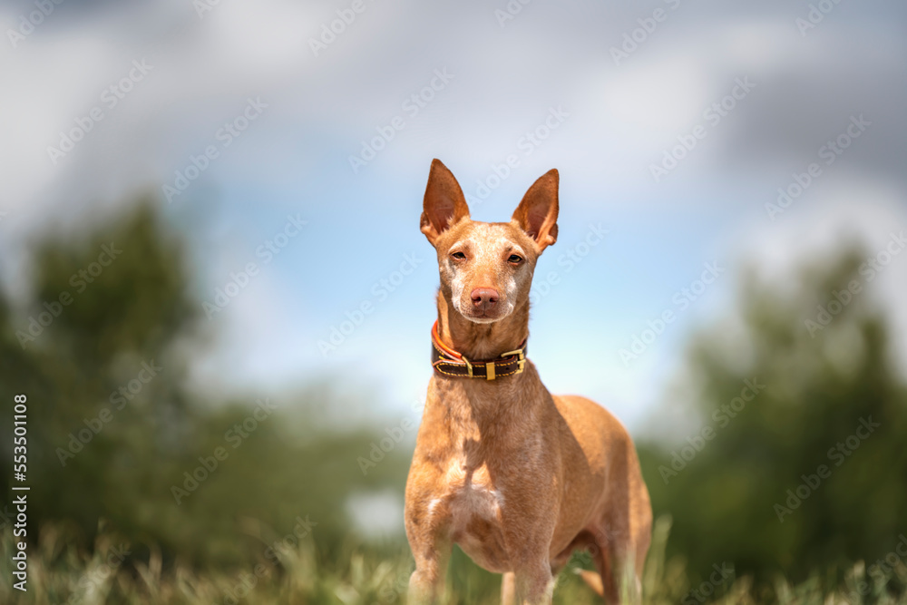 Podenco Andaluz standing and looking at the camera Podenco Andaluz standing and looking at the camera