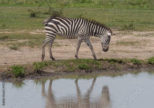 zebra in the serengeti