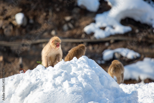 snow monkey, Nagano © lylie