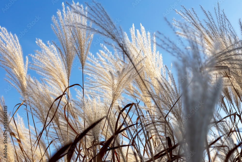 Fototapeta premium Miscanthus against the blue sky
