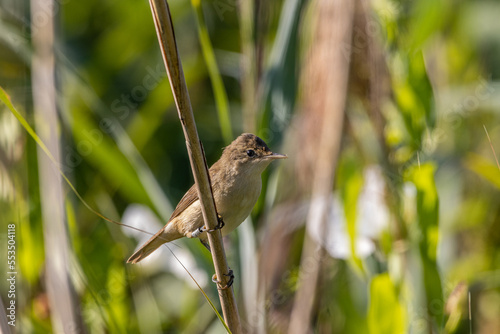 teichrohrsänger,schilf,vogel,vögel