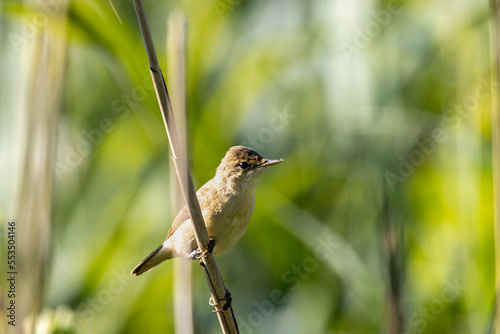 Teichrohrsänger,schilf,vogel,vögel