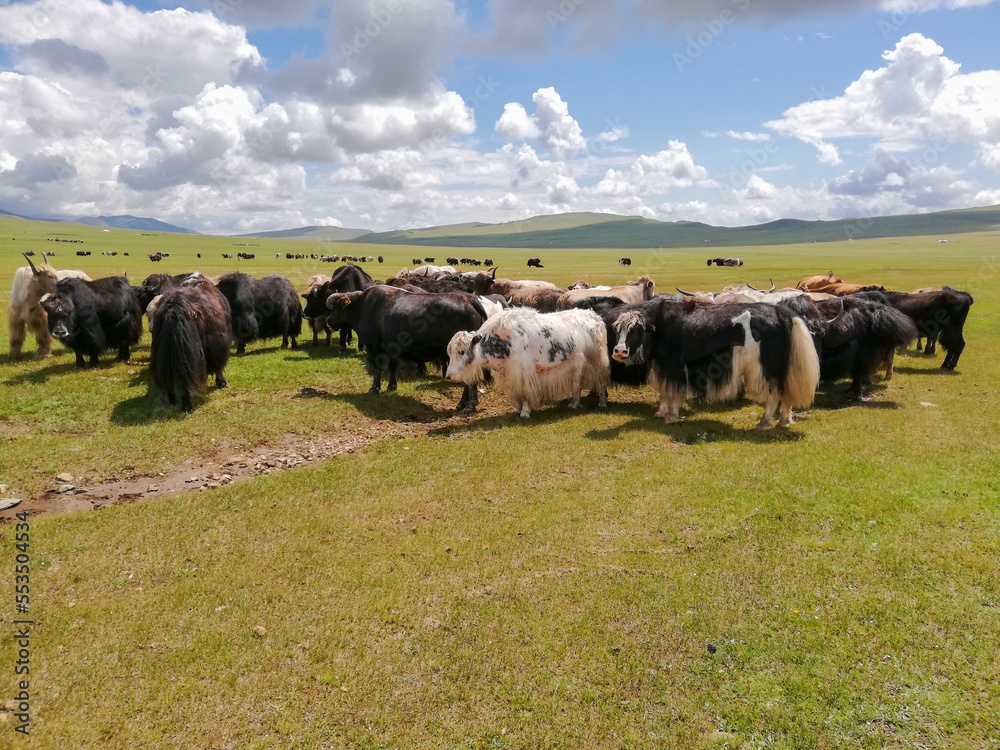 herd of yaks
