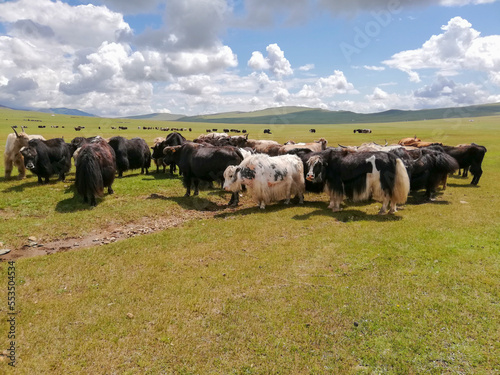 Fototapeta Naklejka Na Ścianę i Meble -  herd of yaks